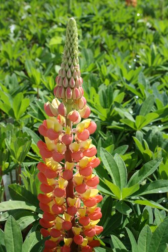 Lupin Gladiator 2 Litre