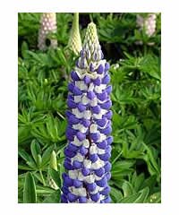 Lupin King Canute 2 Litre