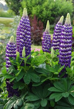 Lupin King Canute 5 Litre