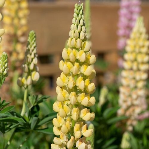 Lupin Legendary Yellow Shades 3 Litre