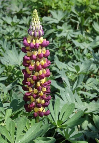 Lupin Manhattan Lights 1.5 Litre