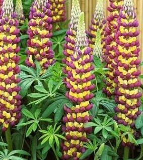 Lupin Manhattan Lights 5 litre