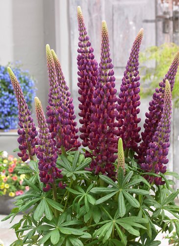 Lupin Masterpiece 1.5 Litre
