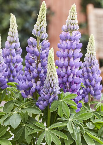 Lupin Melody 1.5 Litre