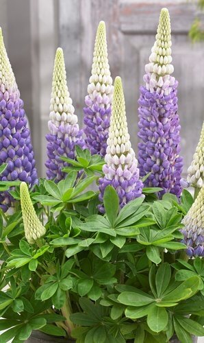 Lupin Persian Slipper 1.5 Litre