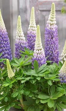 Lupin Persian Slipper 1.5 Litre