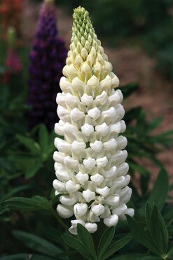 Lupin Polar Princess 3 Litre