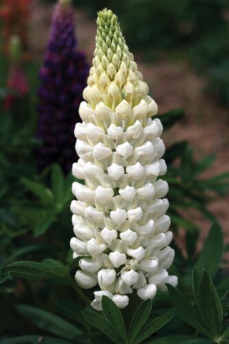 Lupin Polar Princess 5 Litre