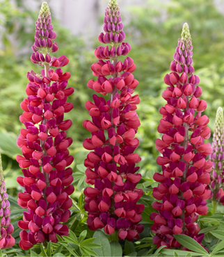 Lupin Red Rum 1.5 Litre