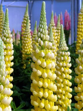 Lupin Russell Hybrids Chandelier 9cm