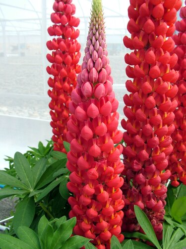 Lupin Russell Hybrids My Castle 9cm