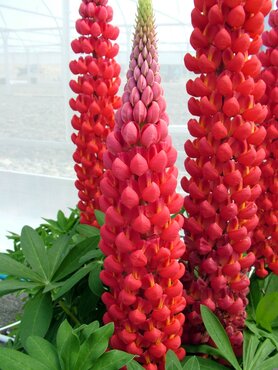 Lupin Russell Hybrids My Castle 9cm