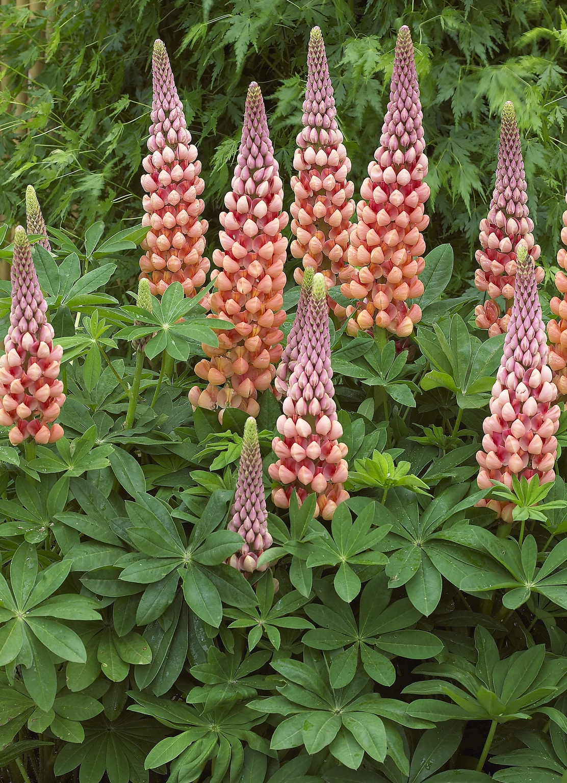 Lupin Salmon Star 5 Litre - Stewarts Garden Centre