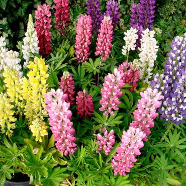 Lupin Seeds (Gallery Mix) - image 1