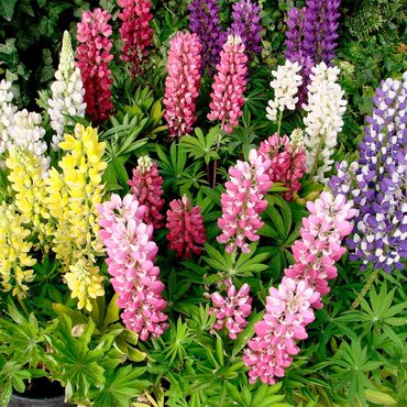 Lupin Seeds (Gallery Mix) - image 3