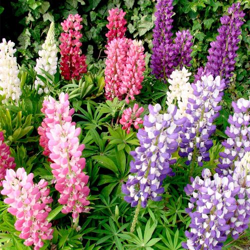 Lupin Seeds (Gallery Mix) - image 3