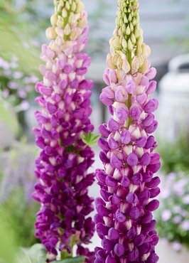 Lupin Shirley Ann 2 Litre