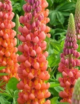 Lupin Terracotta 1.5 Litre