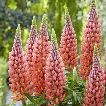 Lupin Towering Inferno 2 Litre