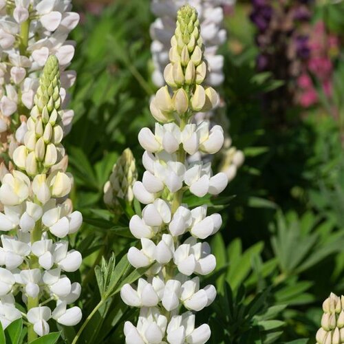 Lupin White 1 Litre