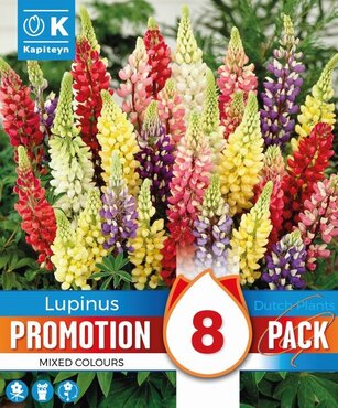 Lupins Mixed Promo Pack