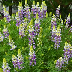 Lupinus 'Lavender Spires' 3 Litre