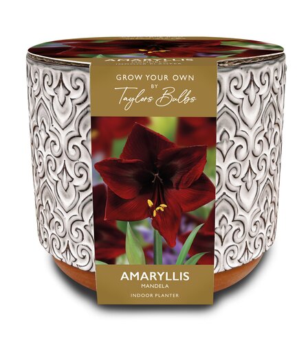 Luxury Amaryllis Planter