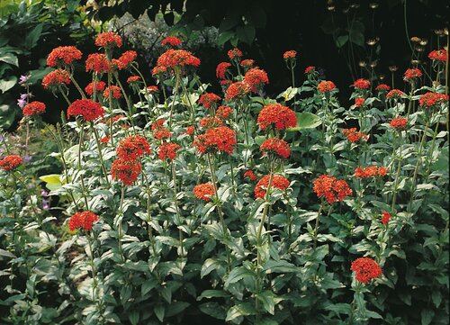 Lychnis Chalcedonica 9cm