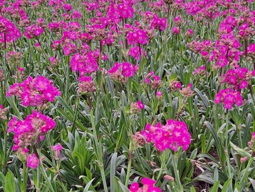 Lychnis Cherry Bubbles 2 Litre