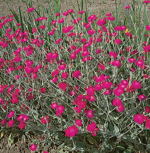 Lychnis Coronaria Atrosanguinea 9cm