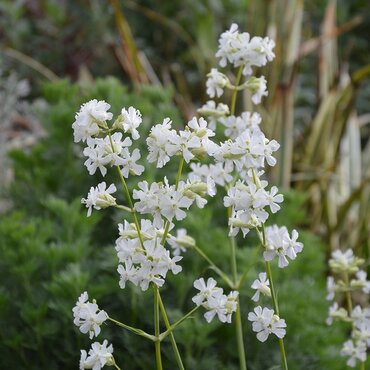 Lychnis Snow Cloud 2 Litre