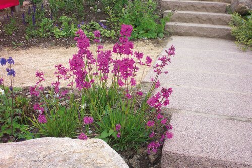 Lychnis Viscaria Splendens 9cm