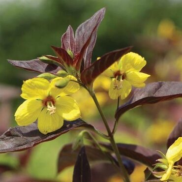 Lysimachia Ciliata Firecracker 9cm