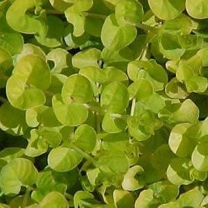Lysimachia Goldilocks 10.5cm