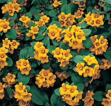 Lysimachia Lysii Plug