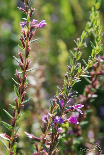Lythrum Luminara Lilac 3 Litre