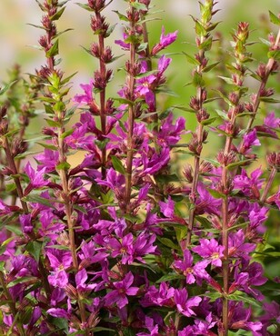 Lythrum Robin 3 litre