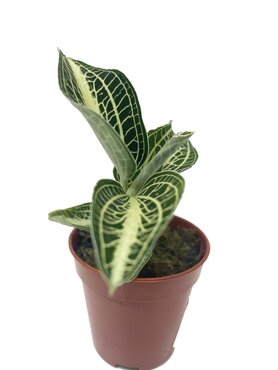Macodus Anoectochillus (Siam White) - image 3