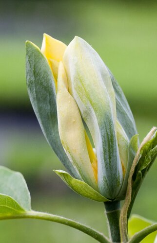 Magnolia Blue Opal 1.4m Stem 16.5 Litre