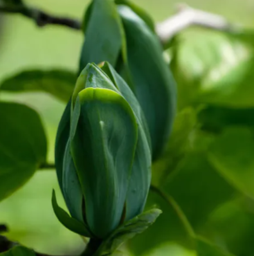 Magnolia Blue Opal 6 litre - image 1