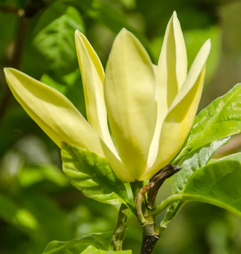 Magnolia Daphne 16.5 litre