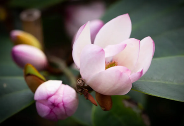 Magnolia Fairy Blush 4.6 Litre - image 1