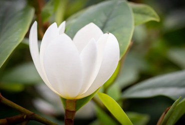Magnolia Fairy Cream 4.6 Litre - image 1