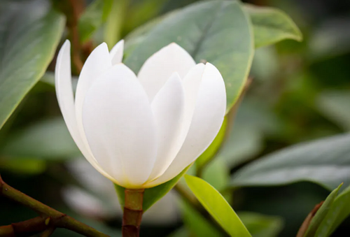 Magnolia Fairy Cream 4.6 Litre - image 2