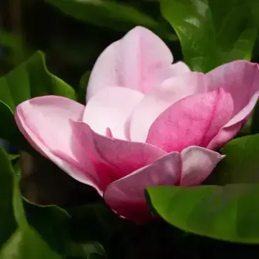 Magnolia Genie 4 Litre