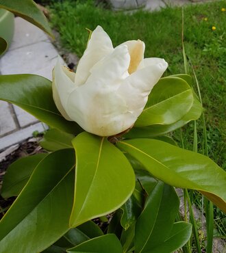 Magnolia Grandiflora 10 Litre - image 1