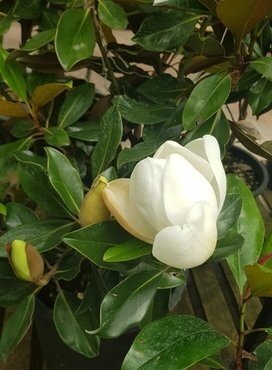 Magnolia Grandiflora 125cm Standard 10 Litre - image 1