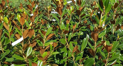 Magnolia grandiflora 35L