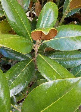 Magnolia Grandiflora Goliath Full Standard 55 Litre - image 1