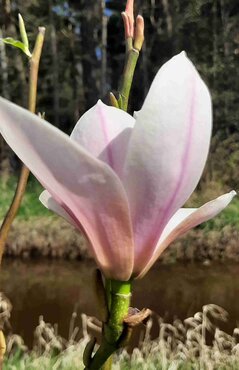 Magnolia Heaven Scent 1.4m Stem 16.5 Litre - image 1